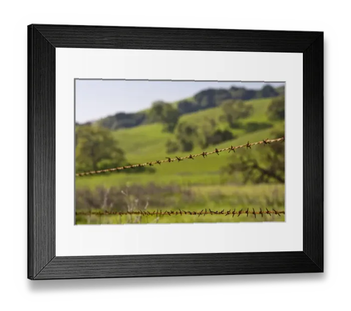 Framed Print : California Valley Oaks (Quercus lobata) behind a barb wire fence Framed Print : California Valley Oaks (Quercus lobata) behind a barb wire fence