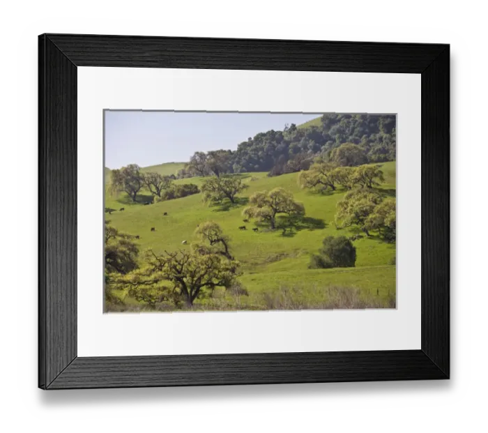Framed Print : Cows graze beneath a grove of California Valley Oak (Quercus lobata) trees