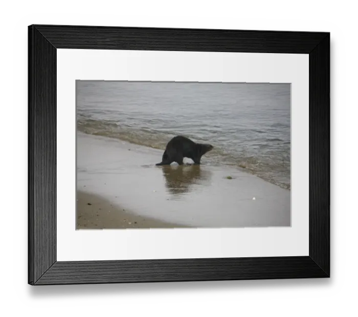 Framed Print : California Sea Otter (Enhydra lutris) walks back into the ocean from dry land - Moss Landing Framed Print : California Sea Otter (Enhydra lutris) walks back into the ocean from dry land - Moss Landing
