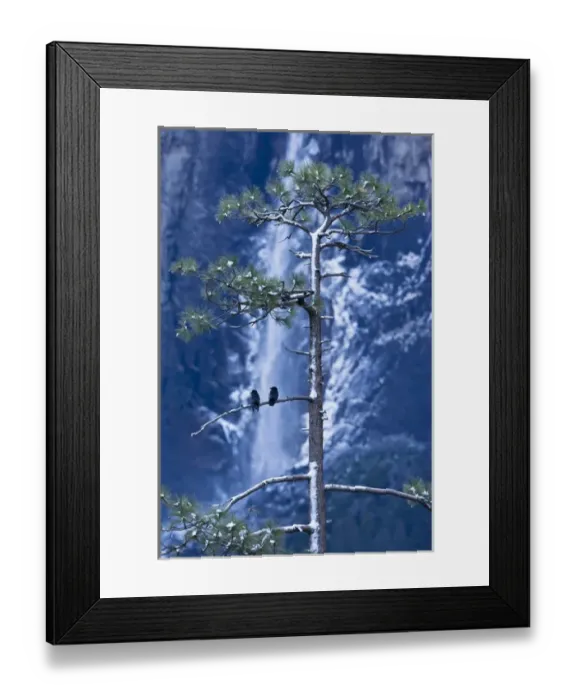 Framed Print : Crows (Corvidae corvus) in front of Bridalveil Fall, Yosemite