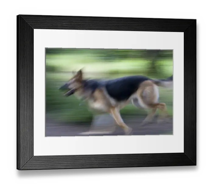 Framed Print : Running German Shepherd