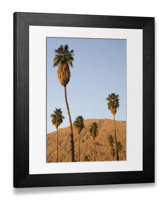 Framed Print : Palm trees and the San Jacinto Mountains in Palm Springs, California Framed Print : Palm trees and the San Jacinto Mountains in Palm Springs, California