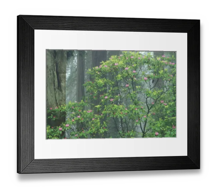 Framed Print : NA, USA, California. Del Norte Coast State Park. Coast trail, old Highway 101 with Coast Redwoods Framed Print : NA, USA, California. Del Norte Coast State Park. Coast trail, old Highway 101 with Coast Redwoods