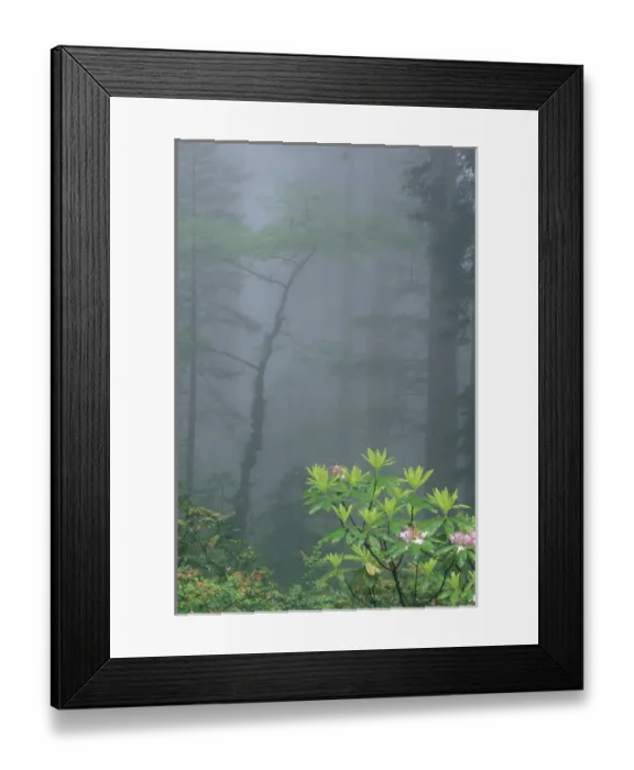 Framed Print : NA, USA, California. Del Norte Coast State Park. Coast trail, old Highway 101 with Coast Redwoods