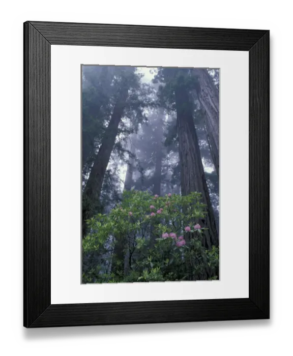 Framed Print : NA, USA, California. Del Norte Coast State Park. Coast trail, old Highway 101 with Coast Redwoods Framed Print : NA, USA, California. Del Norte Coast State Park. Coast trail, old Highway 101 with Coast Redwoods