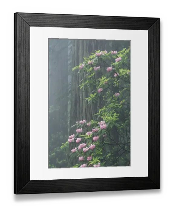Framed Print : NA, USA, California. Del Norte Coast State Park. Coast trail, old Highway 101 with Coast Redwoods Framed Print : NA, USA, California. Del Norte Coast State Park. Coast trail, old Highway 101 with Coast Redwoods