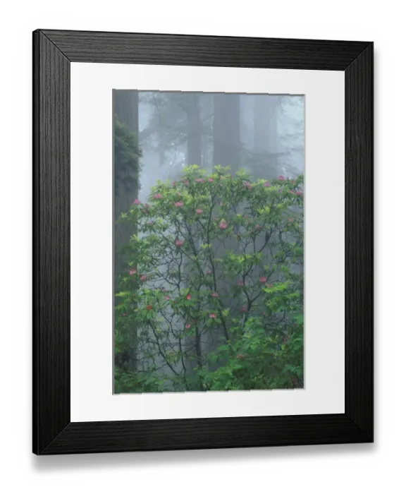 Framed Print : NA, USA, California. Del Norte Coast State Park. Coast trail, old Highway 101 with Coast Redwoods Framed Print : NA, USA, California. Del Norte Coast State Park. Coast trail, old Highway 101 with Coast Redwoods
