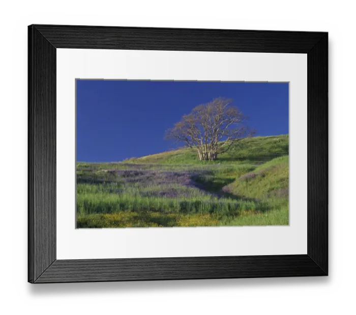 Framed Print : NA, USA, California. Redwood National Park. Lupine and Oak Trees Framed Print : NA, USA, California. Redwood National Park. Lupine and Oak Trees