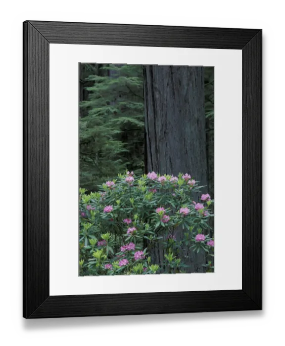 Framed Print : NA, USA, California. Del Norte Coast State Park. Coast trail, old Highway 101 with Coast Redwoods Framed Print : NA, USA, California. Del Norte Coast State Park. Coast trail, old Highway 101 with Coast Redwoods