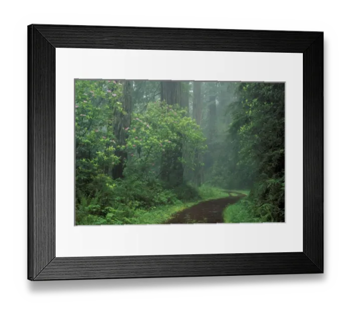 Framed Print : NA, USA, California. Del Norte Coast State Park. Coast trail, old Highway 101 with Coast Redwoods Framed Print : NA, USA, California. Del Norte Coast State Park. Coast trail, old Highway 101 with Coast Redwoods