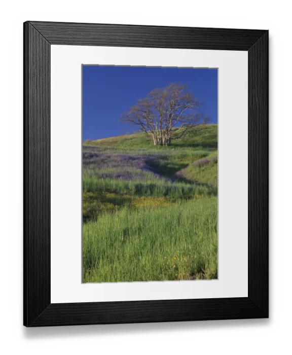 Framed Print : NA, USA, California. Redwood National Park. Lupine and Oak Trees Framed Print : NA, USA, California. Redwood National Park. Lupine and Oak Trees