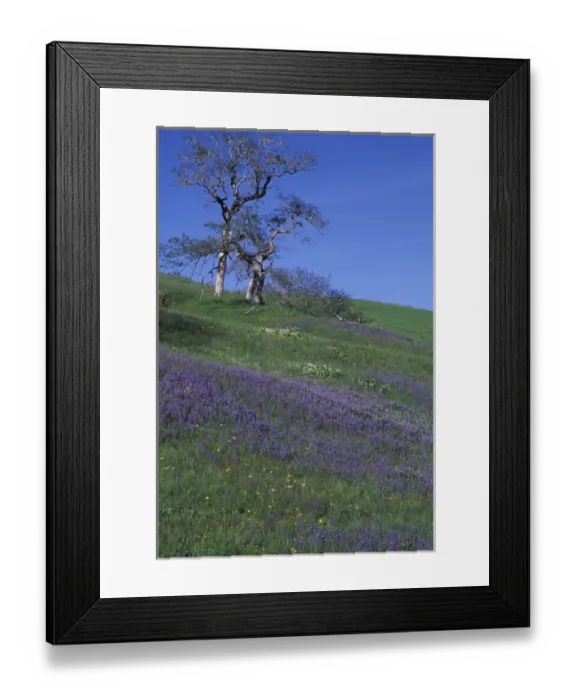 Framed Print : NA, USA, California. Redwood National Park. Lupine and Oak Trees Framed Print : NA, USA, California. Redwood National Park. Lupine and Oak Trees