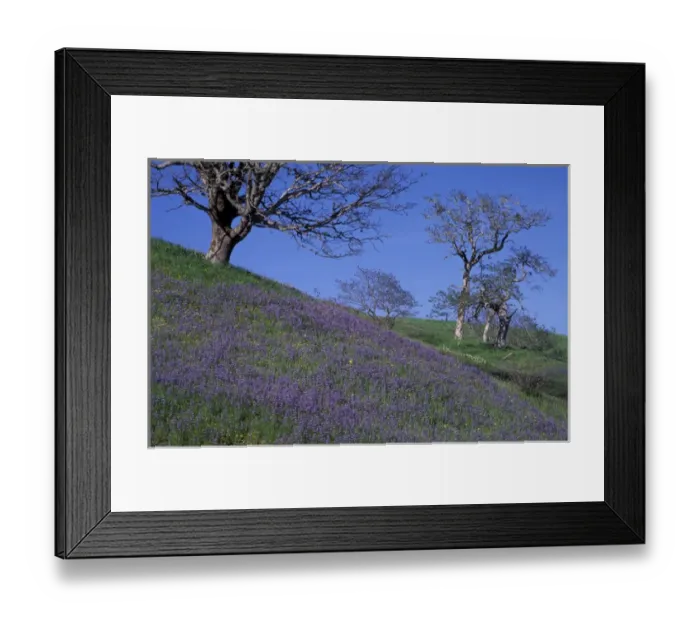 Framed Print : NA, USA, California. Redwood National Park. Lupine and Oak Trees Framed Print : NA, USA, California. Redwood National Park. Lupine and Oak Trees
