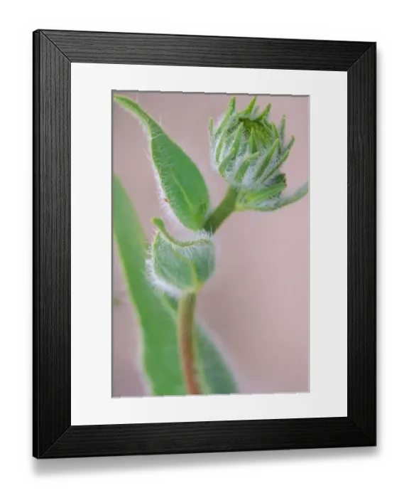 Framed Print : USA, CA, Death Valley National Park. Desert Gold Wildflower bud, Spring