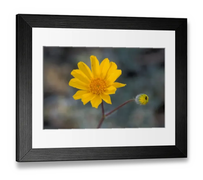Framed Print : USA, CA, Death Valley National Park. Desert Gold Wildflower, Spring Framed Print : USA, CA, Death Valley National Park. Desert Gold Wildflower, Spring
