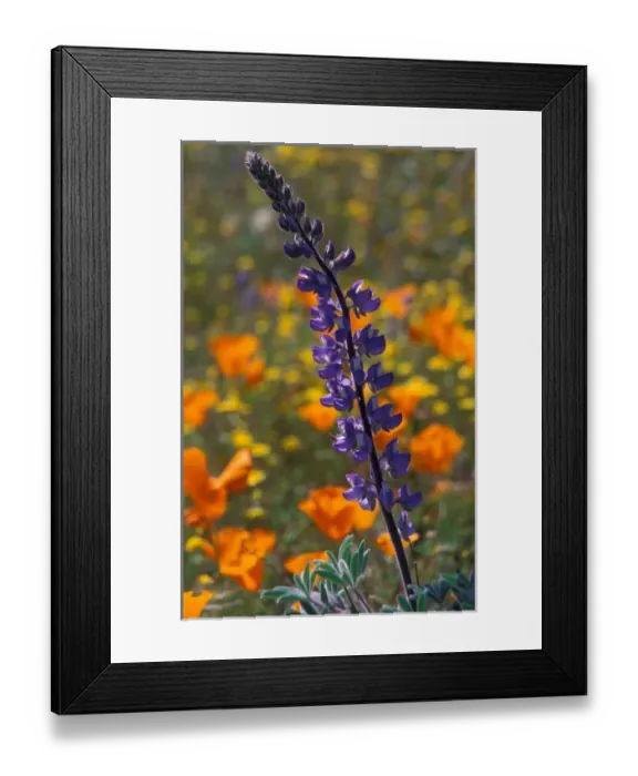 Framed Print : North America, USA, California, Antelope Valley, Lupine and California Poppies