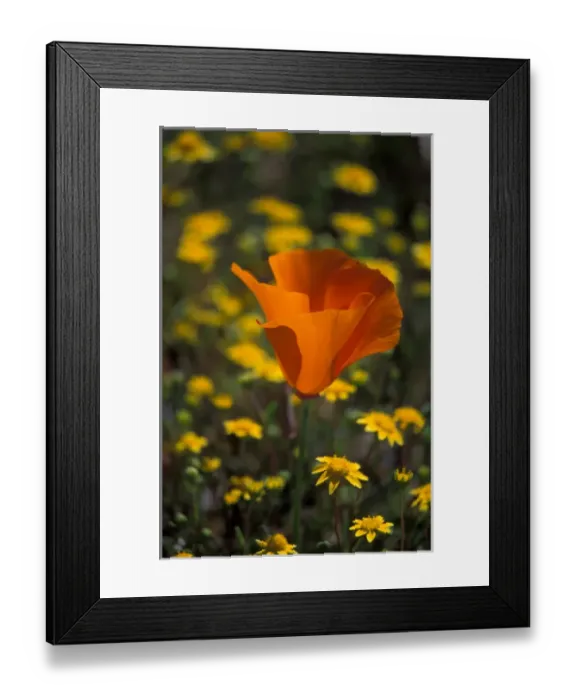 Framed Print : North America, USA, California, Antelope Valley, California Poppies and Goldfields Framed Print : North America, USA, California, Antelope Valley, California Poppies and Goldfields
