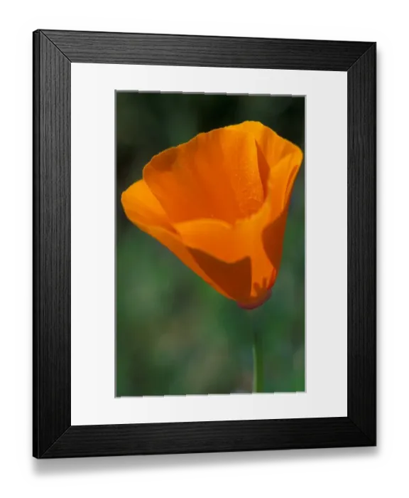 Framed Print : North America, USA, California, Antelope Valley, California Poppy
