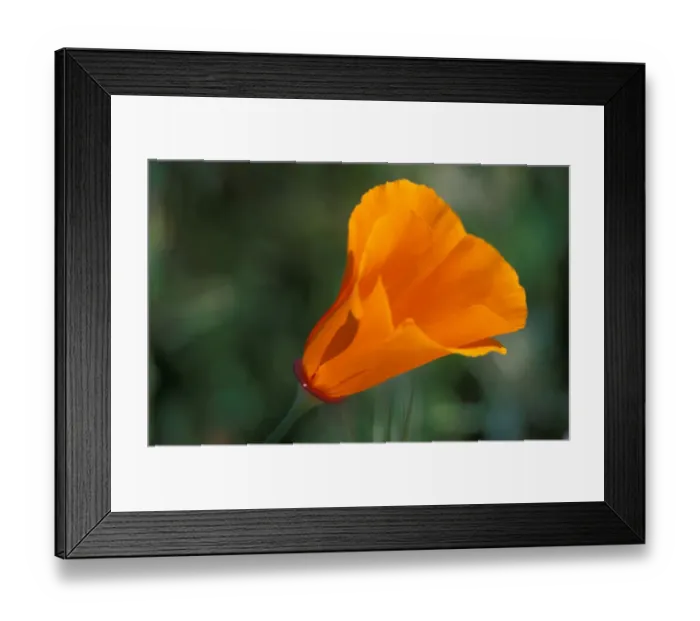 Framed Print : North America, USA, California, Antelope Valley, California Poppy Framed Print : North America, USA, California, Antelope Valley, California Poppy