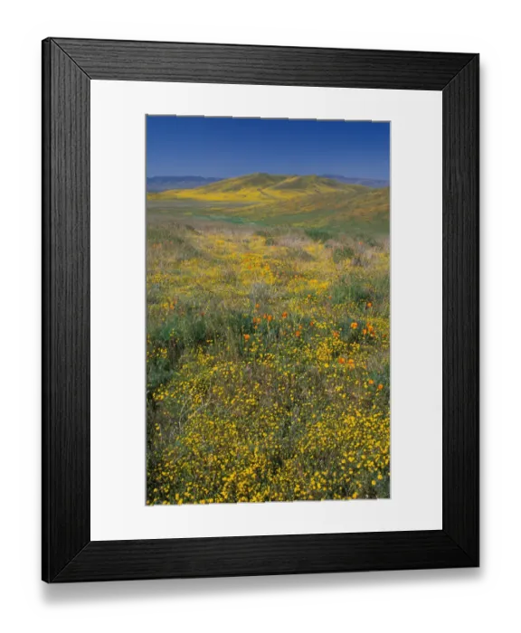 Framed Print : North America, USA, California, Antelope Valley, California Poppies and Goldfields Framed Print : North America, USA, California, Antelope Valley, California Poppies and Goldfields