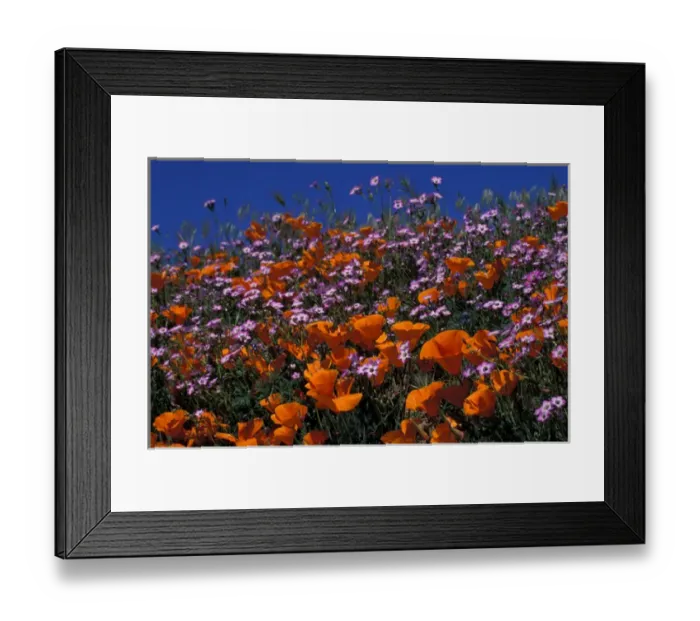 Framed Print : North America, USA, California, Antelope Valley, California Poppies and Davy Gilia