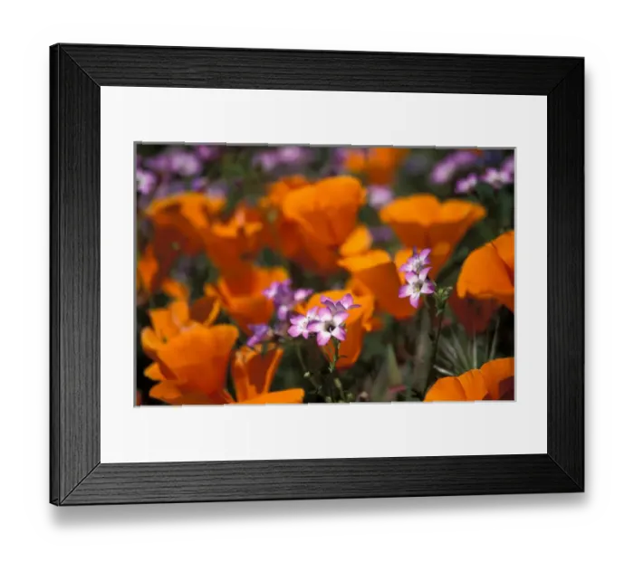 Framed Print : North America, USA, California, Antelope Valley, California Poppies and Davy Gilia