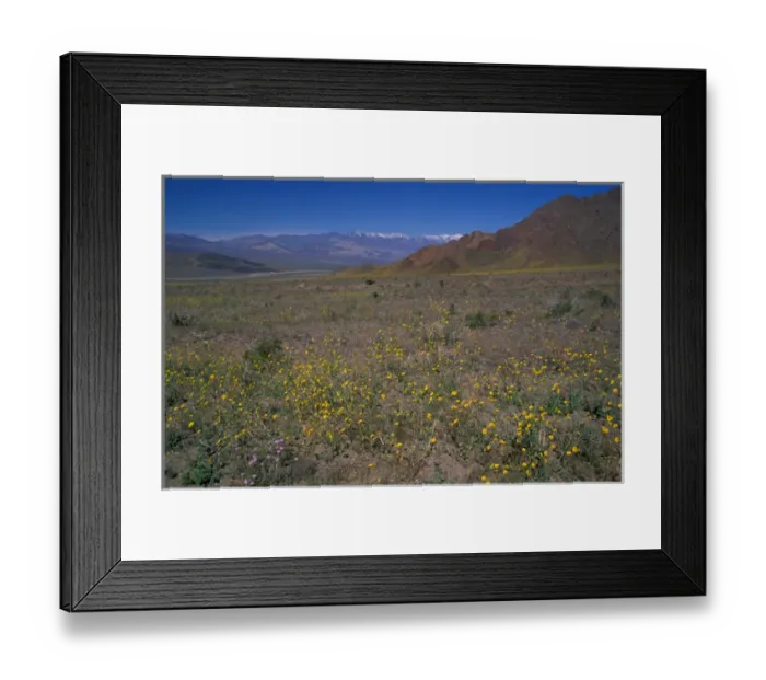 Framed Print : North America, USA, Califorinia, Death Valley National Park, Desert Gold wildflowers Framed Print : North America, USA, Califorinia, Death Valley National Park, Desert Gold wildflowers