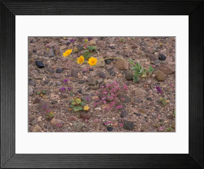 Framed Print : North America, USA, Califorinia, Death Valley National Park, desert gold wildflowers