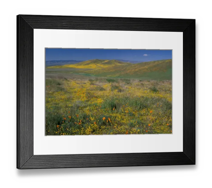 Framed Print : North America, USA, California, Antelope Valley, California Poppies and Goldfields