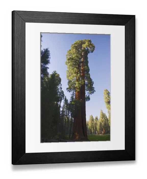 Framed Print : CA, Sequoia NP, Big Trees Trail, Giant Sequoia tree Framed Print : CA, Sequoia NP, Big Trees Trail, Giant Sequoia tree