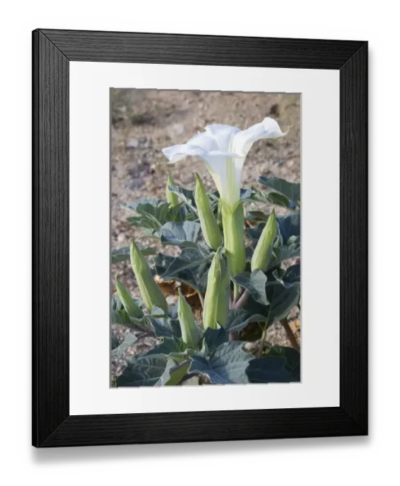 Framed Print : CA, Joshua Tree NP, Sacred Datura Framed Print : CA, Joshua Tree NP, Sacred Datura