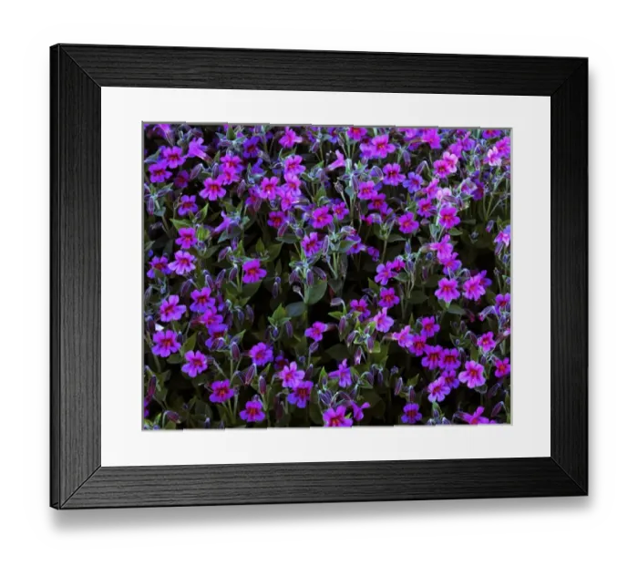 Framed Print : USA, Washington, Mt. Rainier National Parks, Lewis Monkeyflower Framed Print : USA, Washington, Mt. Rainier National Parks, Lewis Monkeyflower