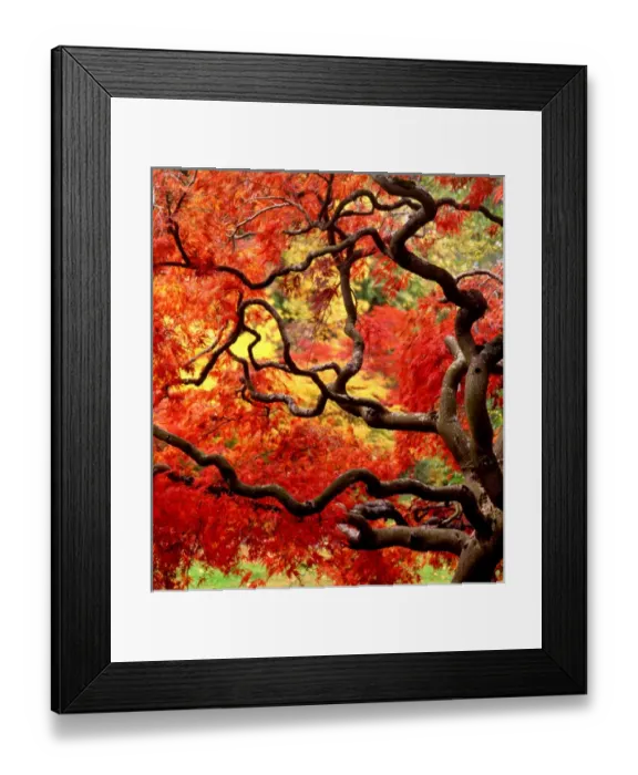 Framed Print : USA, Washington State, Seattle. Japanese maple tree (Acer palmatum Ever Red ) Framed Print : USA, Washington State, Seattle. Japanese maple tree (Acer palmatum Ever Red )