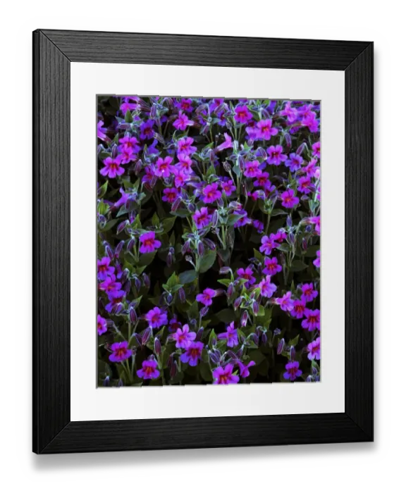 Framed Print : USA, Washington, Mt. Rainier National Parks, Lewis Monkeyflower Framed Print : USA, Washington, Mt. Rainier National Parks, Lewis Monkeyflower