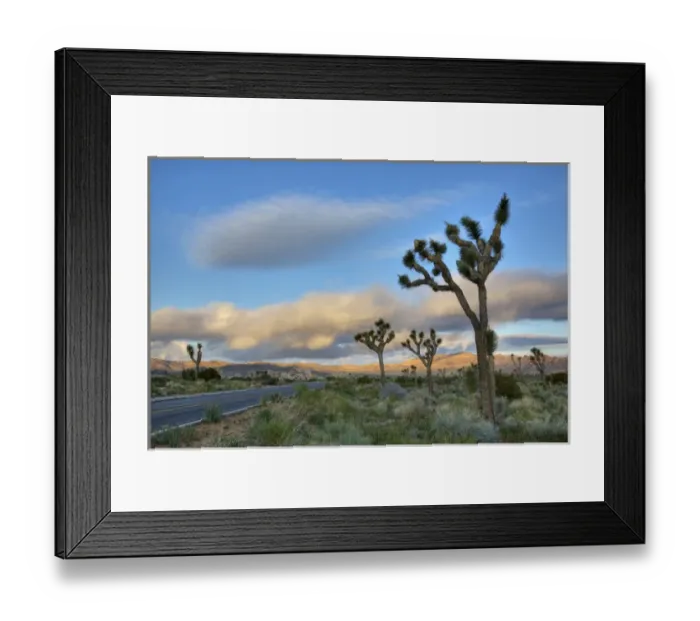 Framed Print : Joshua Tree NP, Joshua trees and road Framed Print : Joshua Tree NP, Joshua trees and road