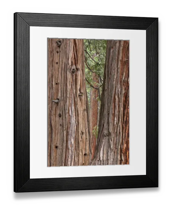 Framed Print : CA, Yosemite NP, Incense Cedar trees