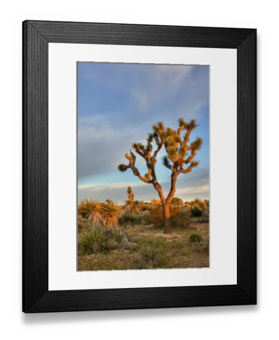 Framed Print : Joshua Tree NP, Joshua tree at sunrise Framed Print : Joshua Tree NP, Joshua tree at sunrise