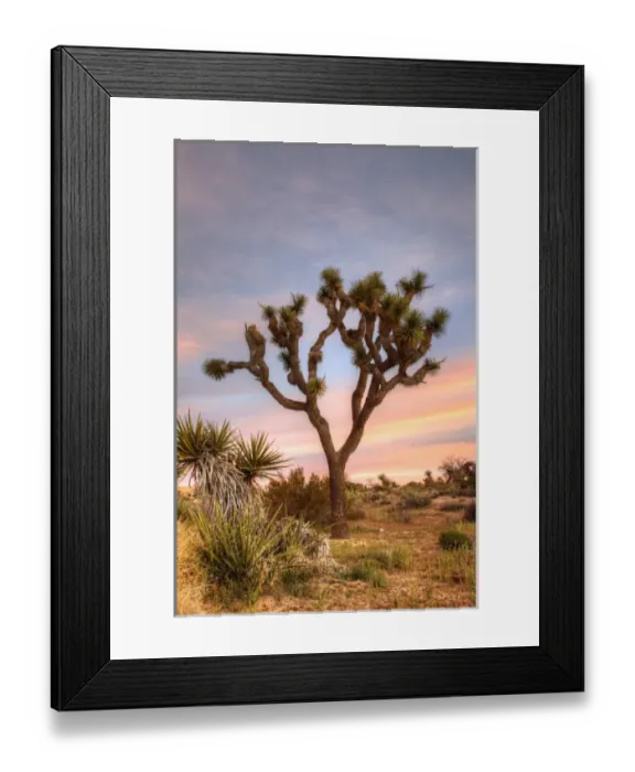 Framed Print : Joshua Tree NP, Joshua tree at sunrise Framed Print : Joshua Tree NP, Joshua tree at sunrise