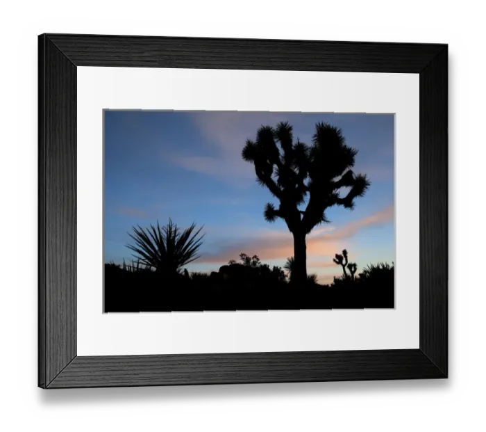 Framed Print : Joshua Tree NP, Joshua tree at sunrise Framed Print : Joshua Tree NP, Joshua tree at sunrise