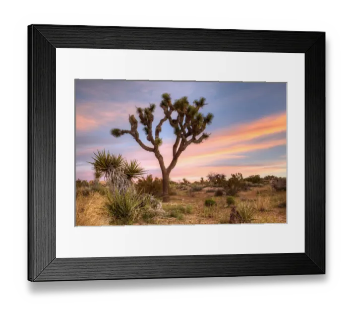 Framed Print : Joshua Tree NP, Joshua tree at sunrise Framed Print : Joshua Tree NP, Joshua tree at sunrise
