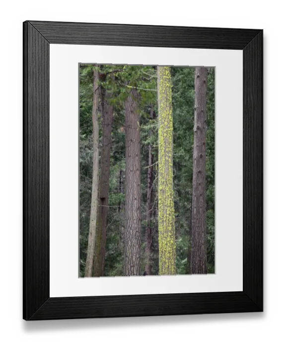 Framed Print : CA, Yosemite NP, Ponderosa pine trees