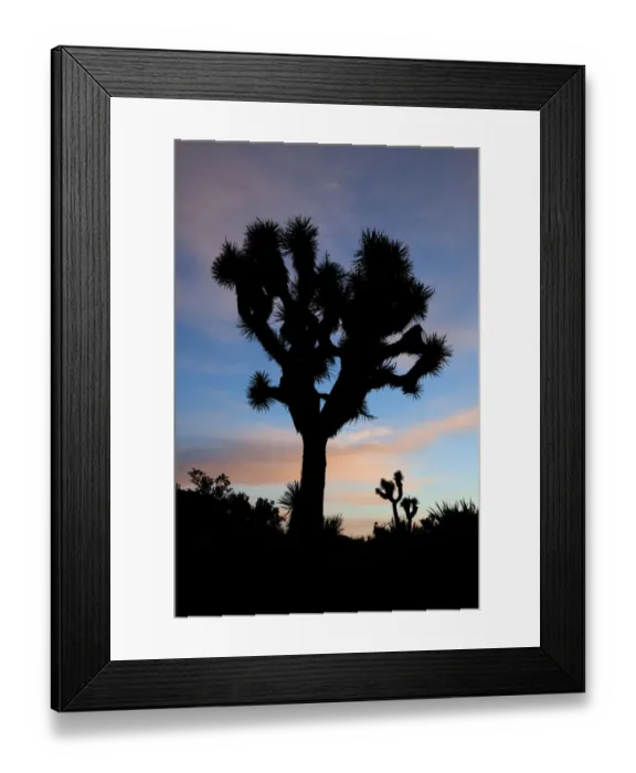 Framed Print : Joshua Tree NP, Joshua tree at sunrise