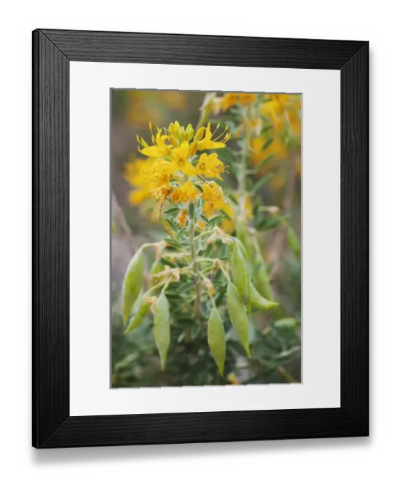 Framed Print : CA, Joshua Tree NP, flowering bladderpod Framed Print : CA, Joshua Tree NP, flowering bladderpod