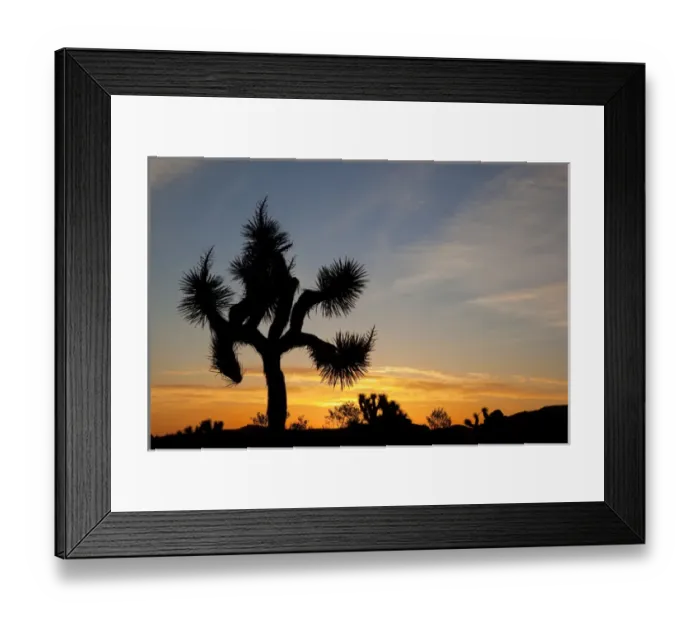 Framed Print : Joshua Tree NP, Joshua tree at sunrise Framed Print : Joshua Tree NP, Joshua tree at sunrise