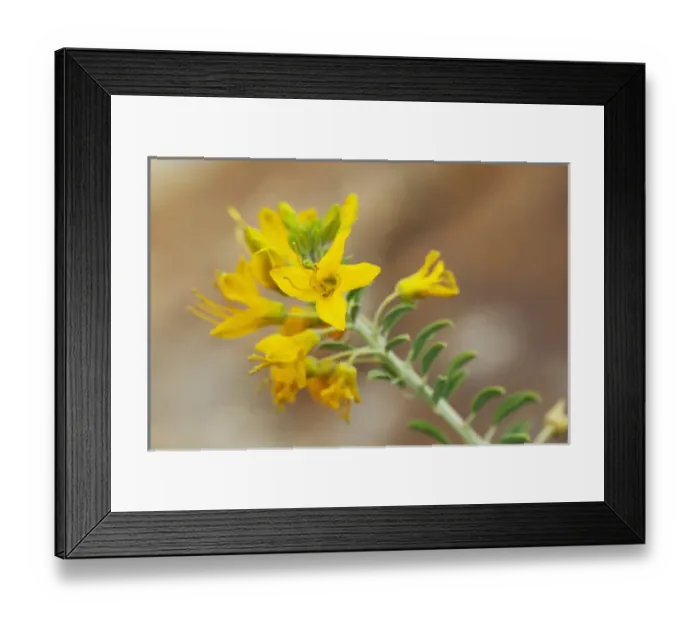 Framed Print : CA, Joshua Tree NP, flowering bladderpod Framed Print : CA, Joshua Tree NP, flowering bladderpod
