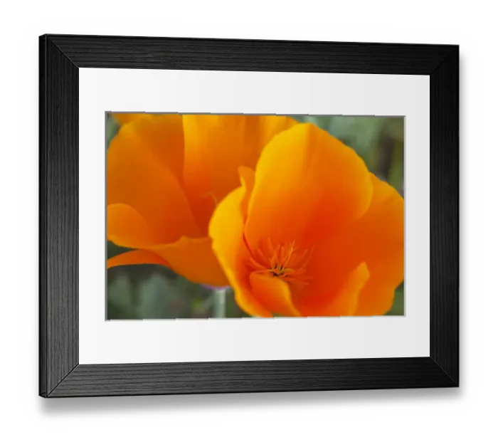 Framed Print : CA, Antelope Valley near Lancaster, poppies