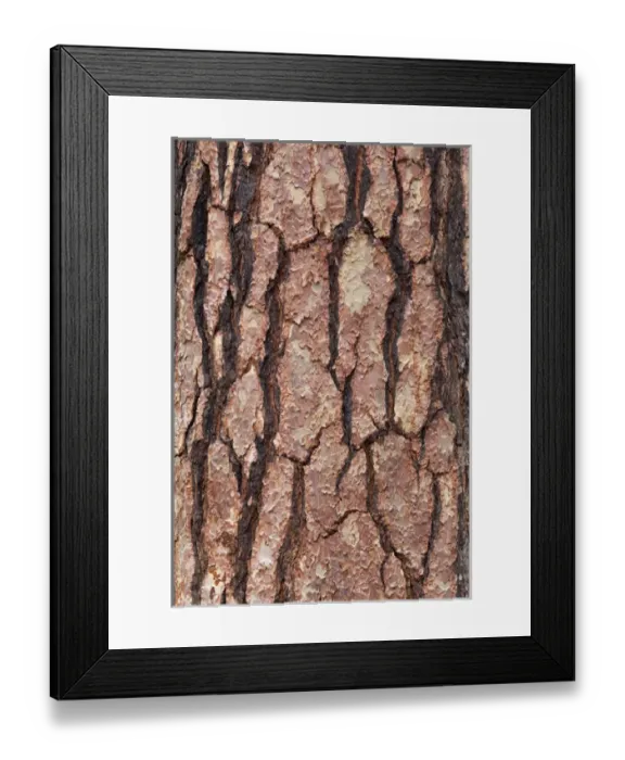 Framed Print : CA, Yosemite NP, bark of Ponderosa pine tree Framed Print : CA, Yosemite NP, bark of Ponderosa pine tree