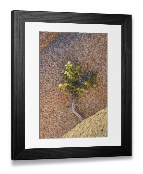 Framed Print : Joshua Tree NP, Desert shrub and granite rock