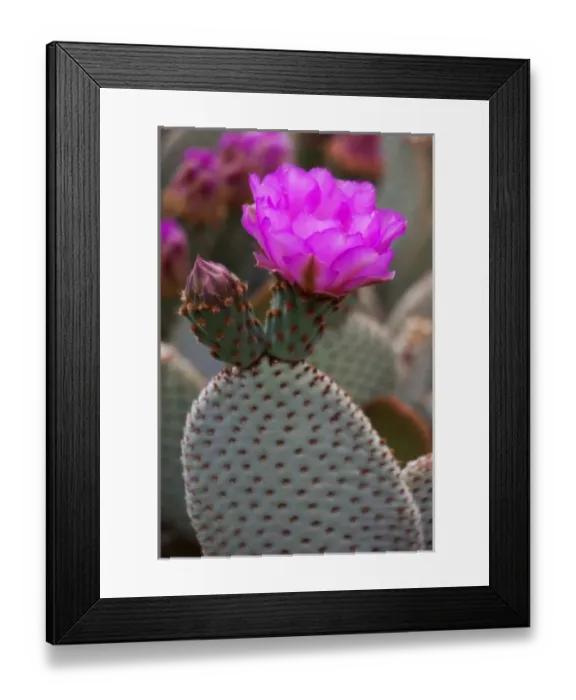 Framed Print : CA, Joshua Tree NP, flowering Beavertail cactus Framed Print : CA, Joshua Tree NP, flowering Beavertail cactus