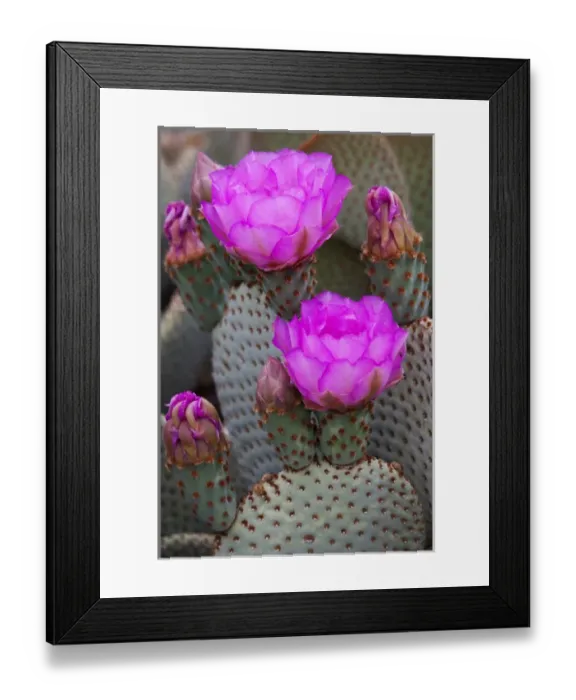 Framed Print : CA, Joshua Tree NP, flowering Beavertail cactus Framed Print : CA, Joshua Tree NP, flowering Beavertail cactus